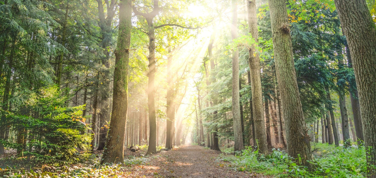 10 resolutions for a clean, green 2024