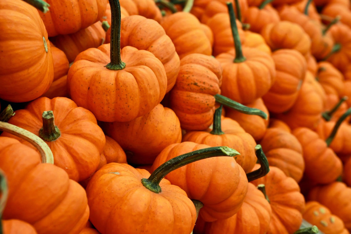 Sustainable Halloween Ideas